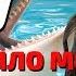 Sea World в Сан Диего Самое потрясающее шоу с морскими животными которое я видела