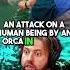 Why ORCAS Are Called KILLER WHALES JRE Jre Joerogan Animalshorts