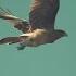 Coldplay O Fly On Extended BEAUTIFUL BIRDS FLYING VIDEO