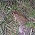 Catching Frog Flying Funny Video Jumping Web Web Boing