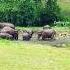 Anakulam Elephant View Point Today Anakulam Elephants Cookingforbeginners