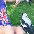 Woman Gives Toys To A Wild Magpie And He Invites His Friends Over To Play The Dodo Wild Hearts