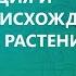 Доместикация и центры происхождения культурных растений