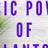 The Basic Power Of Plants