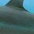 Shark Lullabies Soothing Sounds Of The Sea For Sweet Dreams