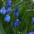 Scilla Siberica Spring Beauty Planting And Nourishing This Pollinator Friendly Heirloom Flower