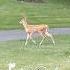 Bambi Is In Your Front Yard Shorts Bambi Deer