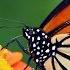 Monarch Butterfly Amazing Animals