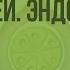 Железы внешней внутренней и смешанной секреции Эндокринная система Видеоурок по биологии 8 класс