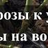 Готовим розы к укрытию Ответы на вопросы Питомник растений Е Иващенко