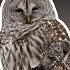 Learn 10 Common Owl Calls Eastern United States