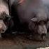 Pig Races Popular At New Jersey State Fair