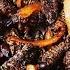 Mopane Worms How To Cook Mopane Worms Madora Amacimbi Emperor Moth Gonimbrasia Belina