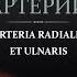 Артерии верхней конечности Лучевая и локтевая артерии Arteria Radialis Et Ulnaris