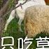 为什么羊只吃草能长肉Why Sheep Only Eat Grass Can Grow Meat