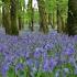 Forest Birdsong Nature Sounds Relaxing Woodland Bluebells Bird Sounds Meadow Ambience Birds Singing