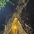 Camping In Heavy Rain Building A Warm Shelter Under A Giant Banyan Tree