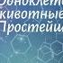 Биология 7 кл Пасечник 35 Одноклеточные животные или Простейшие