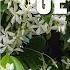 False Jasmine Where And How To Use It In The Garden