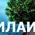 СИЛАИ РАҲМ ВА ҚОТИУР РАҲМ ИККИСИНИНГ МИСОЛИ БАРОБАРМИ АБДУЛЛОҲ ДОМЛА