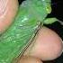 Green Cicada Screams