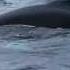 Large Numbers Of Killer Whales Humpback And Fin Whales