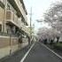 Nagoya Sakura Cherry Blossoms Drive Sony