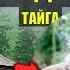 АТАМАН КОМАНДУЕТ в ДЕРЕВНЕ ОТШЕЛЬНИК ПОПАДАНЦЫ 3 ФАНТАСТИКА ДОМ в ЛЕСУ ИСТОРИИ из ЖИЗНИ СЕРИАЛ 16