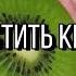 КАК ВЫРАСТИТЬ КИВИ ДОМА ВЫРАЩИВАЕМ КИВИ НА ПОДОКОННИКЕ ЭКЗОТИЧЕСКИЕ ФРУКТЫ ДОМА