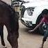 Boys Feeding Wild Horse