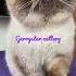 Exotic Colorpoint Sealpoint Colorpoint Exoticshorthair