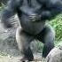 Zola Wants To Go Inside Gorilla Ape Shorts Wifi Sunnyday