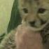 Baby Cheetah Cub To Become Part Of Busch Gardens Cheetah Run Attraction