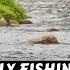 Epic Labrador Salmon Trout Documentary 90 Minute Special