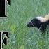 Learn How To Get Rid Of Skunks Fast BEST Repellent For Getting Rid Of Skunks How To Repel Pests