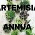 ARTEMISIA Annua Plantas Medicinales