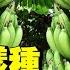 香蕉這樣種 年年大豐收 Grow Banana Tree In This Way And Harvest Like Crazy