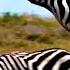 Punda The Zebra The Tale Of An Unusual Hero Free Documentary Nature