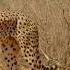 Top 10 Cheetah Moments BBC Earth