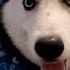 FUNNIEST Huskies BEST Compilation Of Dogs