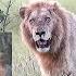 BIG TROUBLE For Casper The White Lion And Brothers Two Intruding Lions In Their Territory