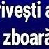 Liviu Teodorescu Unde Iti Zboara Gandul Versuri Lyrics