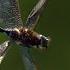 Dragonfly In Slow Motion BBC Earth Explore