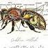 Surah Ar Rahman The Miraculous Design Of The Honey Bee A Testament To Allah S Perfect Creation