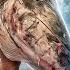 I Haven T Eaten Anything Tastier Ear From A Huge Catfish Head Lipovan Recipe