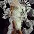 IRIS VAN HERPEN HYPNOSIS LOOK 19