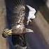 Falcon Attacks Bald Eagle Falcon Baldeagles Birdsofyoutube Wildlife Birdlovers Birdsofprey