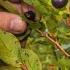 History Café Exploring Indigenous Food Sovereignty With Dr Charlotte Coté