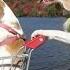 Dogs Epic Shopping Cart Voyage Funny Dogs Maymo Penny