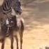 Zebra Mating At LA Zoo